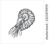 Handdrawn ammonite illustration, shrimp drawing, artwork, sushi, fish, design, sea animal