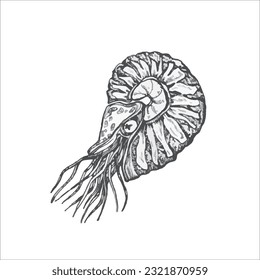 Handdrawn ammonite illustration, shrimp drawing, artwork, sushi, fish, design, sea animal