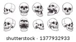 Hand-drawn Anatomical Skulls Vector Set. 