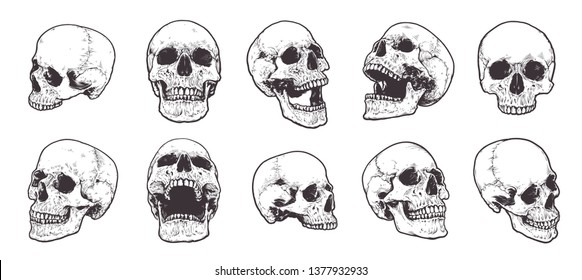 Набор векторных анатомических черепов. 