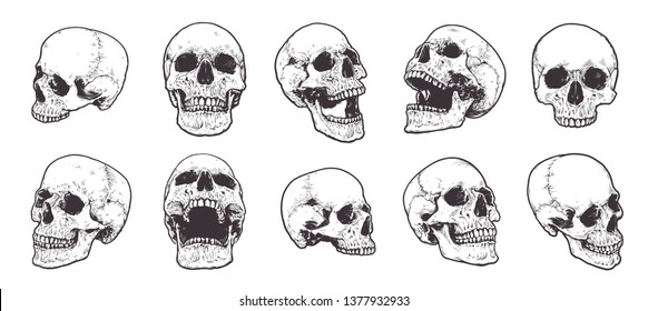 Hand-drawn Anatomical Skulls Vector Set. 