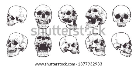 Hand-drawn Anatomical Skulls Vector Set. 