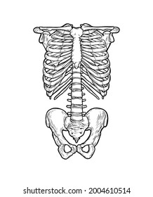 Hand-drawn anatomy set. Vector human body parts and bones. Rib cage, thorax, or chest bones. Vintage medicinal illustration. Use for Haloween poster, medical atlas, science image. Vector illustration.