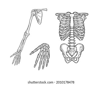 Hand  drawn anatomy