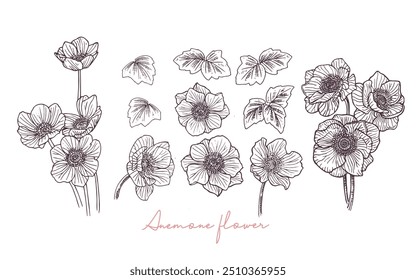 hand-drawn anemone flower vector illustration elements. Perfect for creating elegant and detailed floral designs, these vector elements bring a touch of natural beauty to any project 