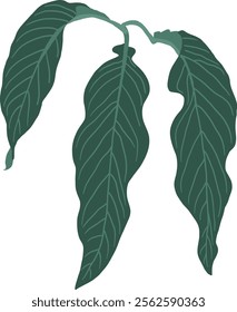 Hand-Drawn of Anthurium Big Bill Illustration