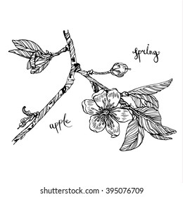 hand-drawn apple blossom, with a flower branch, cherry, sakura, inscription. Vector illustration