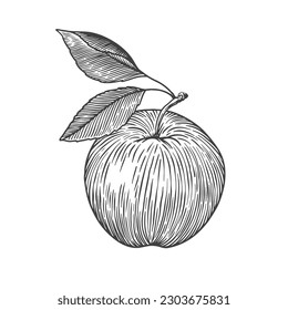 Hand-drawn apple in engraving style. Dessert fruits with leaves. Design element for markets, shops, cafes, restaurants, packaging. Vintage botanical illustration on light background isolated.