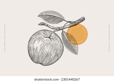 manzana dibujada a mano. Fruta en una rama con hojas en estilo de grabado. El concepto de comida orgánica. Elementos de diseño para mercados, tiendas, cafés, restaurantes y embalajes. Ilustraciones botánicas vectoriales.