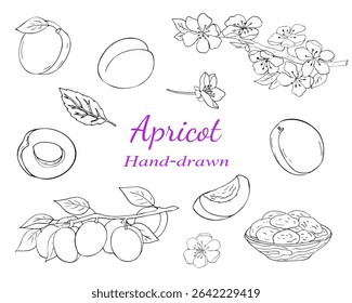 Hand-drawn apricot fruit, slices, leaves, blossoms, and dried apricots in black line style. Great for food or botanical designs.