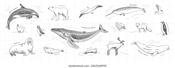 Hand-drawn arctic animals set in vector. Monochrome graphic sketch of polar wildlife. Antarctica fauna isolated on white background