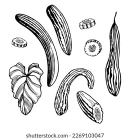 Cupepino armenio dibujado a mano (Cucumis melo var. flexuosus, pepino de un patio, pepino de serpiente, melón de serpiente, melón de serpiente).Ilustración de boceto vectorial.