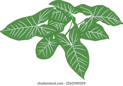 Hand-Drawn of Arrowhead Plant Illustration