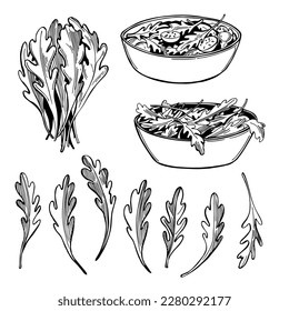 Hand-drawn Arugula Salad. Rucola leaves. Vector sketch  illustration.