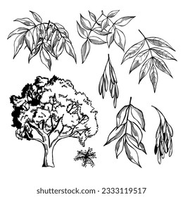Hand-drawn ash (Fraxinus). Vector sketch  illustration. 
