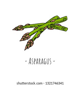 Hand-drawn asparagus. Isolated object on a white background. Vector cartoon illustration.
