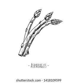 Hand-drawn asparagus. Isolated object on a white background. Vector cartoon illustration.