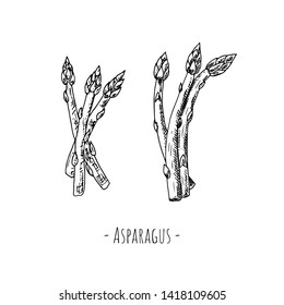 Hand-drawn asparagus. Isolated object on a white background. Vector cartoon illustration.