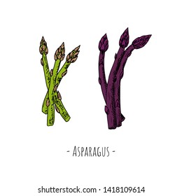 Hand-drawn asparagus. Isolated object on a white background. Vector cartoon illustration.