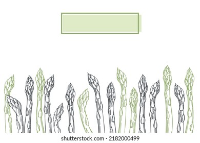 Hand-drawn asparagus set.  Vector background. Sketch  illustration.