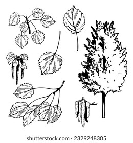 Hand-drawn aspen tree. Vector sketch  illustration.