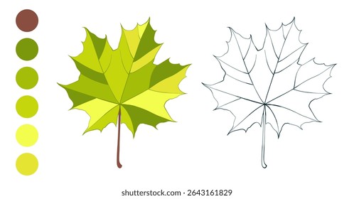 Hand-drawn autumn colored green maple leaf isolated on white background. Flat and  line style vector illustration.