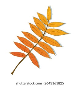 Hand-drawn autumn colored rowan leaves isolated on white background. Flat line style vector illustration.