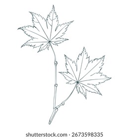 Dibujado a mano otoño para colorear con hojas de arce brunch aislado sobre fondo blanco. Ilustración vectorial de estilo plano y línea. 