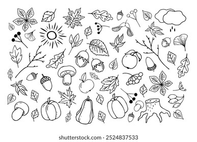 Hand-drawn autumn elements: pumpkins, mushrooms, leaves, berries, acorns, apples, maple seeds and leaves, hazelnuts. Autumn drawings. Autumn mood and gifts of the forest. Vector illustration.
