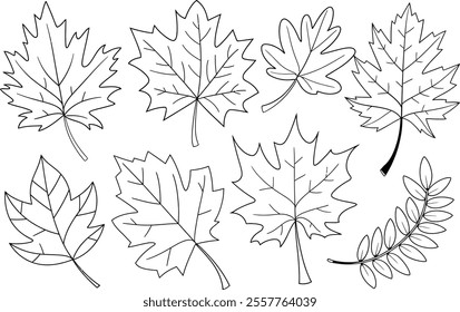 Hand-Drawn Autumn Leaves Outline Collection