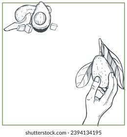 Hand-drawn avocado set. Vector  background. Sketch  illustration.