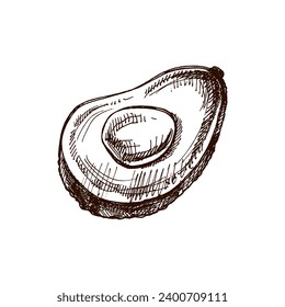 Hand-drawn avocado sketch. Vintage drawing of ripe avocado half. Vector black ink outline food sketch illustration. Mexican food, cuisine, Latin America. An illustration for the menu.