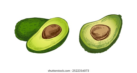 Hand-drawn avocados sketch. Vintage drawing of ripe avocado and avocado half. Vector black ink outline food sketch illustration. Mexican food, cuisine. An illustration for the menu. Latin America.