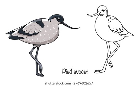 A hand-drawn avocet. A slender bird with a long, thin, upturned bill. Its plumage is contrasting: white with black patches on the wings and head. Isolated vector for various uses.