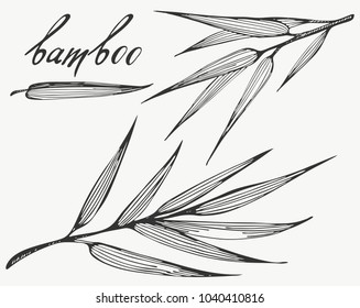 Hand-drawn bamboo. Vector illustration