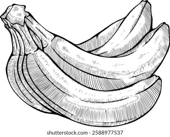 Hand-Drawn Bananas Line Art Vector Illustration	
