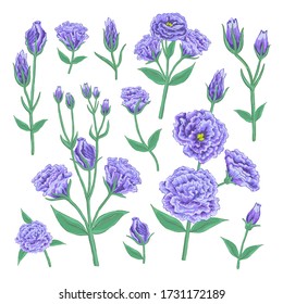 Handdrawn beautiful violet colored Eustoma plant big botany set. Elegant romantic floral elements design for wedding invitation, birthday postcard. EPS vector illustration isolated on white background