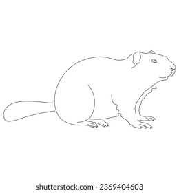 Hand-drawn Beaver. Sketch vector illustration. 