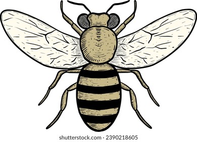 handdrawn of bee insect animal on white 