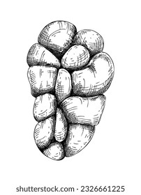 Hand-drawn beef kidney sketch. Internal organs of farm animal drawings. Healthy food vector Illustrations on a white background. Cattle organ meat, offal, ingredients, butchery design elements.