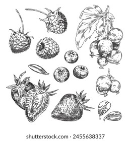 Hand-drawn berries sketch. Vector illustration set featuring detailed raspberry, blackberry, blueberry, and strawberry with leaves.