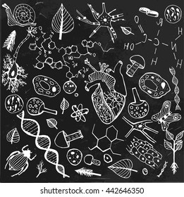Handdrawn biological image. Editable vector illustration. Botany, biology handwriting with insects, plants and molecules on a dark gray backdrop. Scientific or educational concept