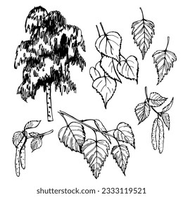 Hand-drawn birch (Betula pendula) . Vector sketch  illustration. 