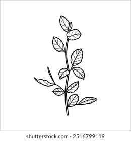 Hand-drawn birch twig. Vector illustration