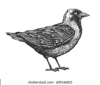 Hand-drawn Bird. Animal Sketch. Vector Illustration