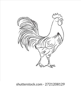 Ilustración vectorial de gallo de pincelada negra dibujada a mano