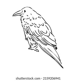 Hand-drawn black crow. Raven, bird sketch, vector illustration