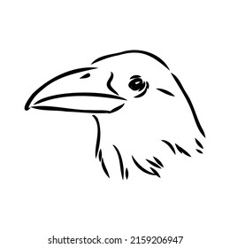 Hand-drawn black crow. Raven, bird sketch, vector illustration