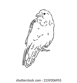 Hand-drawn black crow. Raven, bird sketch, vector illustration
