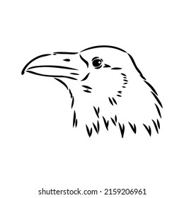 Hand-drawn black crow. Raven, bird sketch, vector illustration